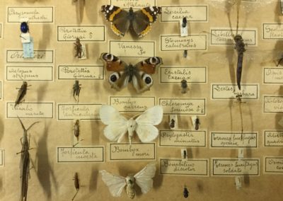 Collezione di insetti (particolare) (11)