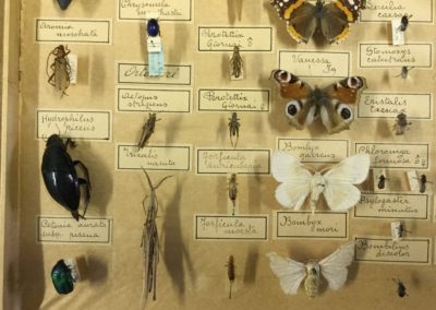 Collezione di insetti (particolare) (8)