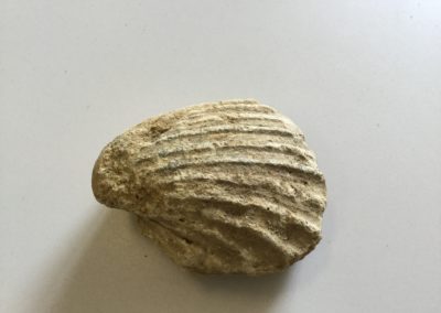 Fossile (calco interno di mollusco bivalve) (2)