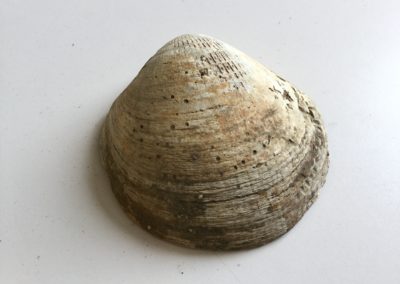 Fossile (guscio di mollusco bivalve) (3)