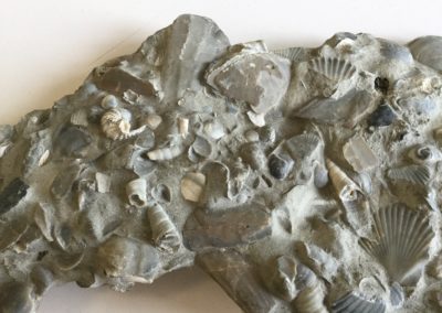 Frammento di calcare fossilifero (4)