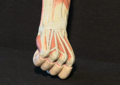 Modello del braccio (mano, dorsale)