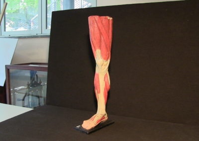 Modello della gamba (visione anteriore)