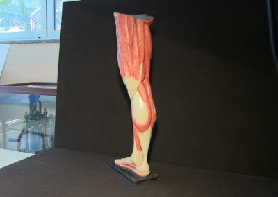 Modello della gamba (visione posteriore) 3