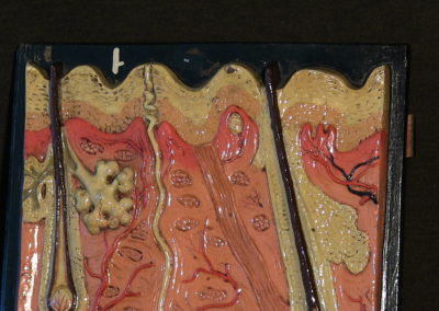 Modello di sezione della cute con ghiandole sudoripare, sebaccee, bulbi piliferi. (2)