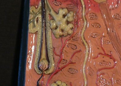 Modello di sezione della cute con ghiandole sudoripare, sebaccee, bulbi piliferi. (3)