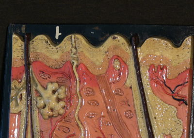 Modello di sezione della cute con ghiandole sudoripare, sebaccee, bulbi piliferi. (5)