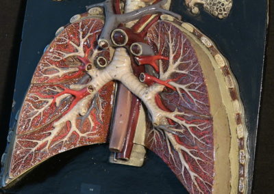 Modello di trachea e polmoni (particolare), 3