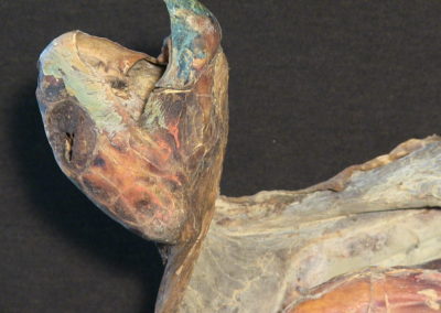 Tartaruga marina (carapace, testa, arti, immagine ventrale), (3)