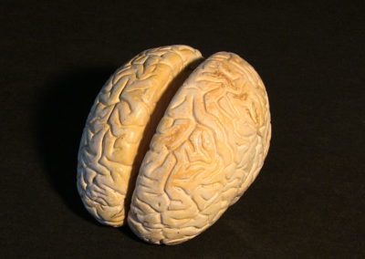 modello del cervello, 3