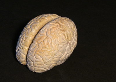 modello del cervello