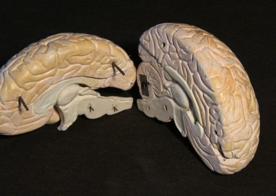 modello del cervello (sezione longitudinale a livello della scissura centrale) (2)